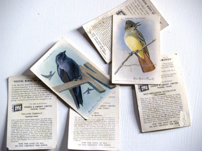 1 Single VINTAGE Swap//Playing Card BIRDS PARAKEET BUDGIES Brown on Black