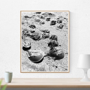 Black and White Horseshoe Crab