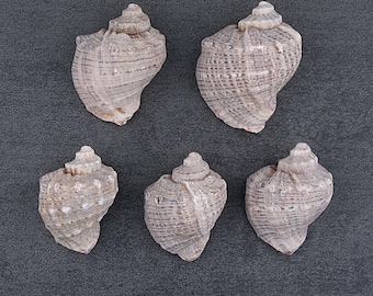Natural Whelk Shells Set of 5. Coastal Decor Sea Snail Shells for Beach Home Styling and Art