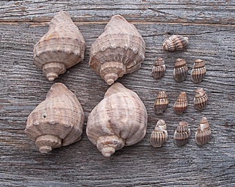 May include: A collection of 10 seashells on a wooden surface. The shells are various shades of brown and beige. The largest shells are about 2 3/4 inches long and the smallest are about 11/16 inches long. Size: 1.8 - 6.9 cm | 11/16 - 2 3/4 inch