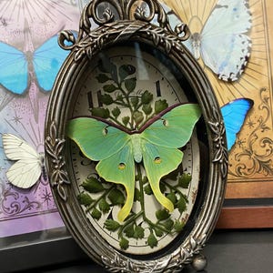 Faux Taxidermy Paper Luna Moth, OOAK Overgrown Clock, Standing frame, Whimsical clock with vines and paper luna moth