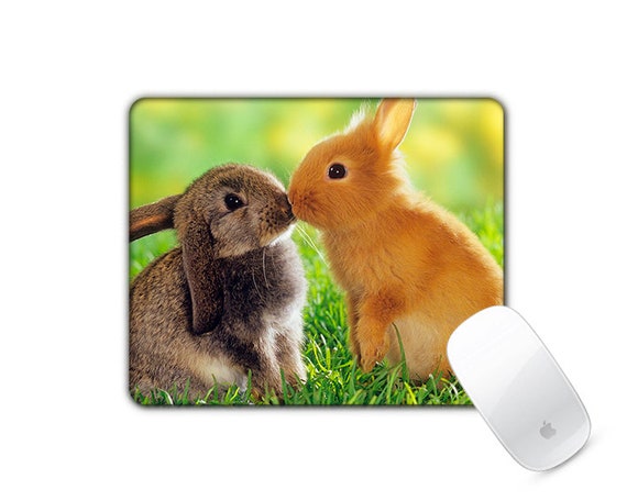 cute bunnies kissing