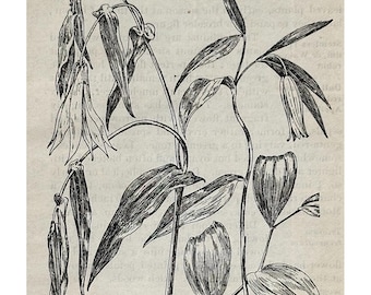 Estampe de 1905 représentant une campanule (Oakesia), fleur sauvage, réalisée à la plume et à l'encre, style botanique ancien. Décoration décorative.