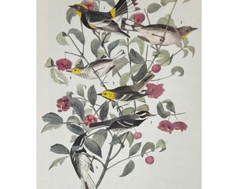 1941 Vintage Western Warblers Bird Print Wall Art Cottagecore Decor Audubon