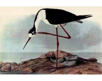 Estampe vintage de 1941 représentant un échassier à cou noir, décoration murale de style cottagecore, Audubon