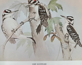 1968 Rex Brasher Pájaro Carpintero Peludo Vtg Original Book Plate Arte de Pared Decoración