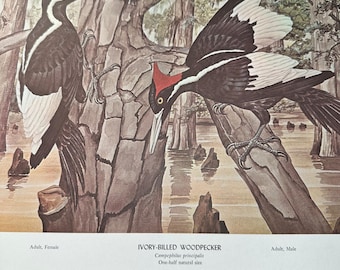 Rex Brasher Pic à bec ivoire, décor mural vintage original pour livre