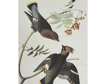 1941 Audubon Bohemian Waxwing Bird Art Print Wildlife Illustration Wall Decor