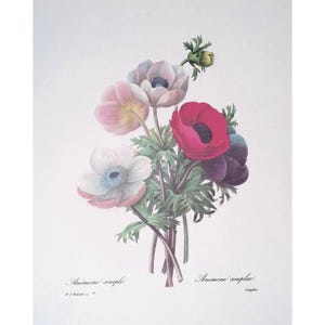 Redoute Anemone Simplex, impression botanique florale rose et rouge, art mural vintage