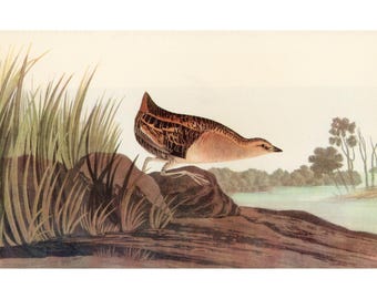 Estampe vintage de 1941 représentant un râle jaune, décoration murale de style cottagecore, faune sauvage, Audubon