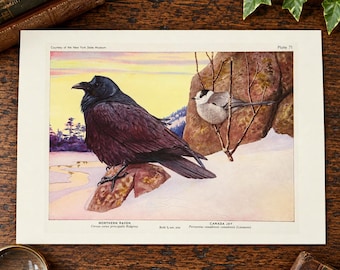 Noordelijke raaf, Canadese gaai, Fuertes vogel, kunstprint, reproductie in vintage stijl