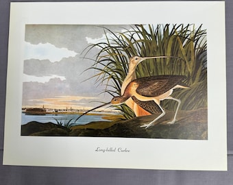 1950 Vintage Print Long Billed Curlew American Bird Art Illustration Audubon