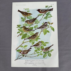 May include: A vintage-style botanical and ornithological print titled Plate 96, featuring detailed illustrations of Bay-breasted, Black-poll, and Chestnut-sided warblers perched on green leafy branches against a light blue watercolour background.