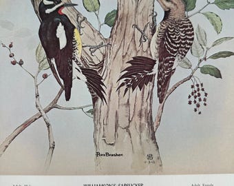 Rex Brasher Williamsons Sapsucker Bird Vintage Originele Boekplaat Muurdecoratie