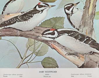1968 Rex Brasher Hairy Woodpecker Bird Vtg Original Book Plate Wall Art Decor