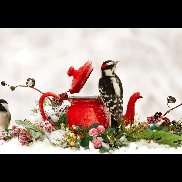 Downy woodpecker & chickadee with red teapot in winter /photography /Canvas Giclée Print/wall art décor