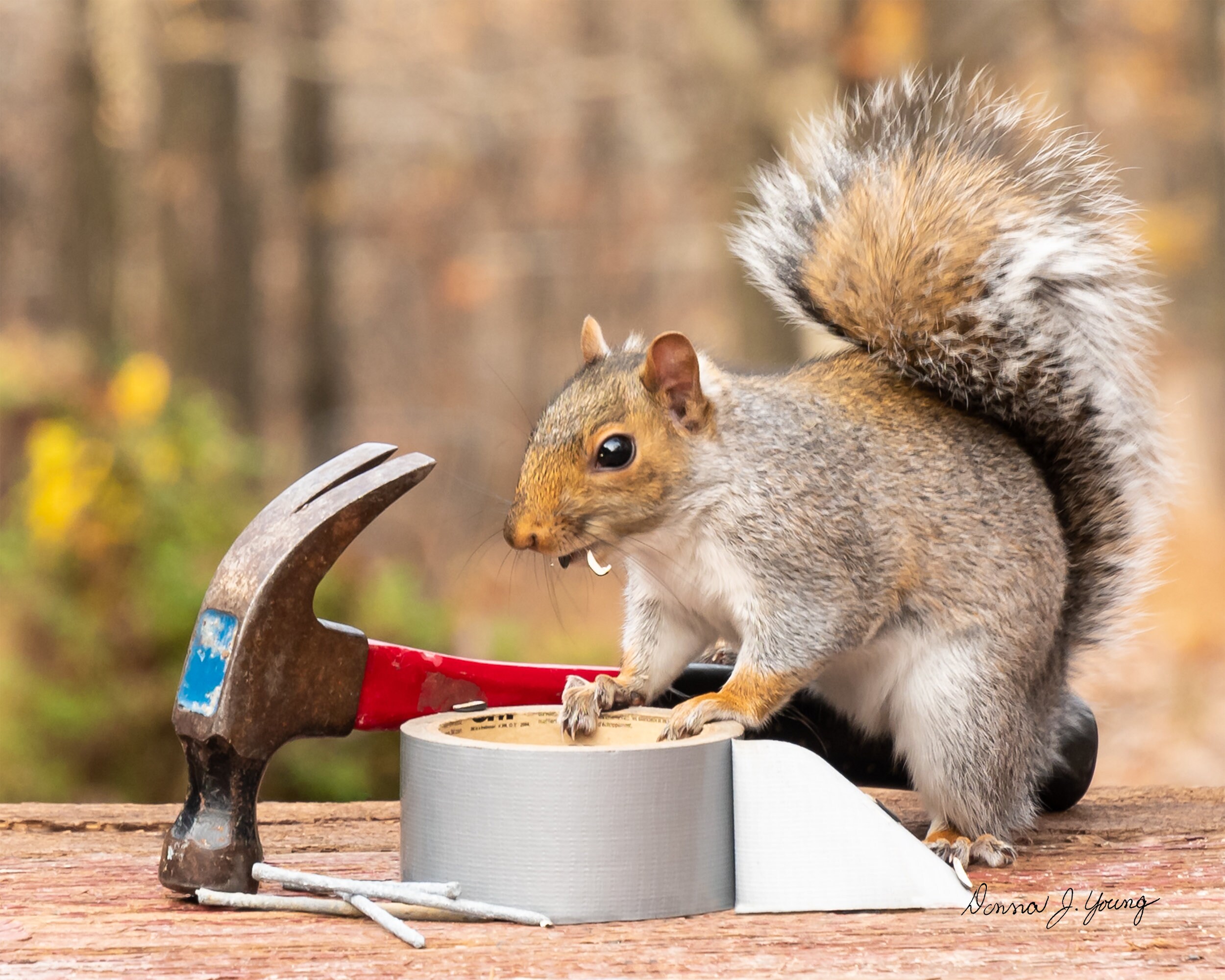 Funny Squirrel Quote - Etsy Funny Squirrel Quote - Etsy