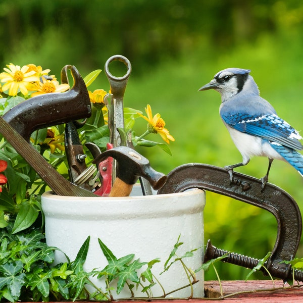 Tooling Up / photo print / blue jay perches on a vintage metal clamp beside a crock of antique tools/ carpentry photography / wall art decor