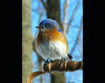Bluebird / Canvas Giclée Print,  / Bird Photography /  Nature photography / wall art décor