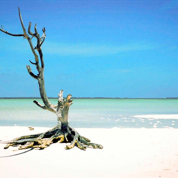 The Lone Tree - Harbour Island, Bahamas