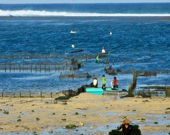 Seaweed Harvesting Operation, Indian Ocean, Nusa Dua, Bali
