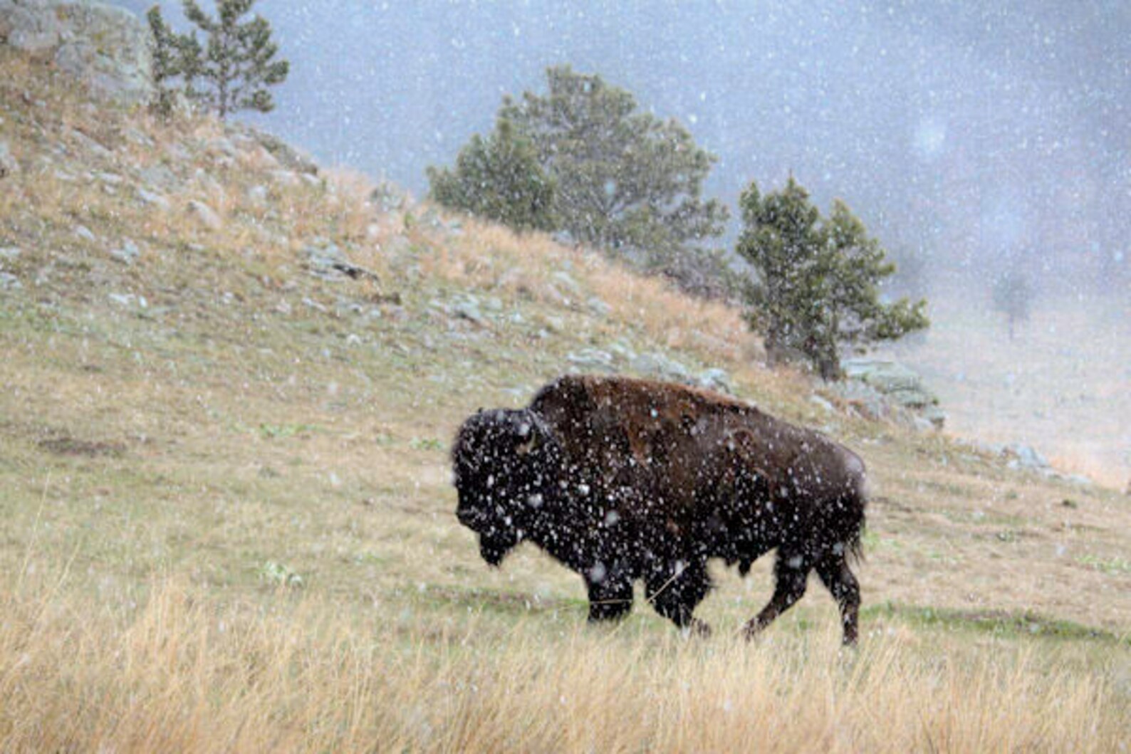 Bison in a Spring Snowstorm 2 (black Hills, SD) - Etsy