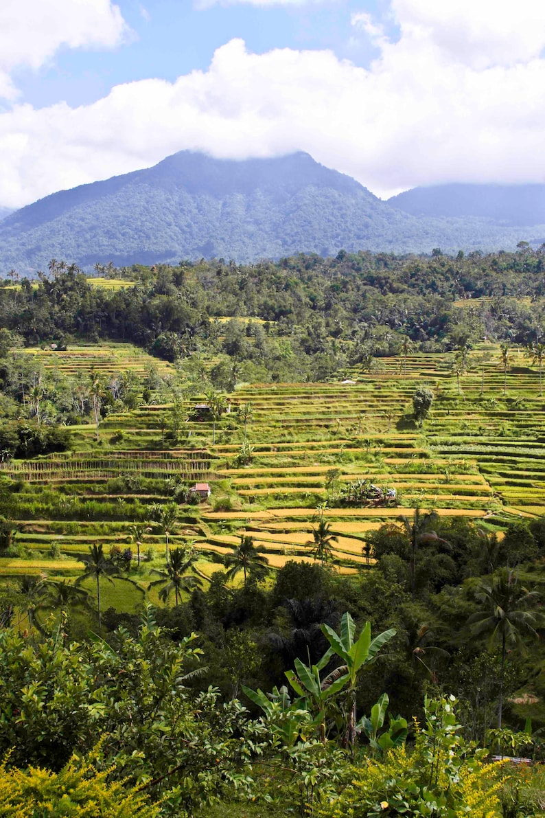 Jatiluwih Rice Terrace Bali image 1