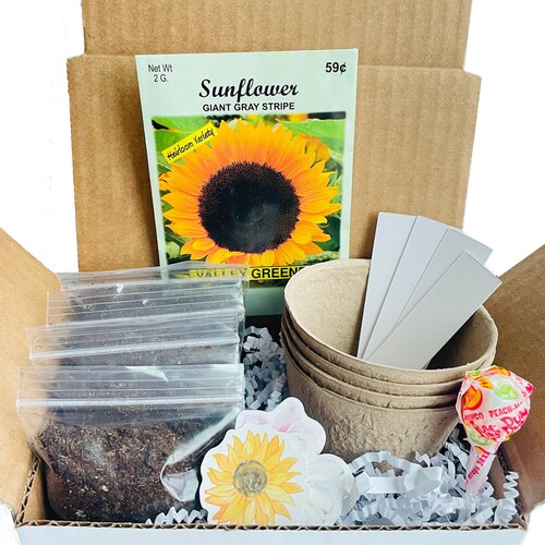 Sunflower Grow Kit Grow Your Own Sunflowers Sunflower Gift Etsy