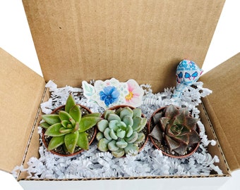 Succulent Variety Pack in Gift Box | Mystery Succulent Variety Pack | Succulent Gift Box | Mini Succulent Collection | Succulent Gift