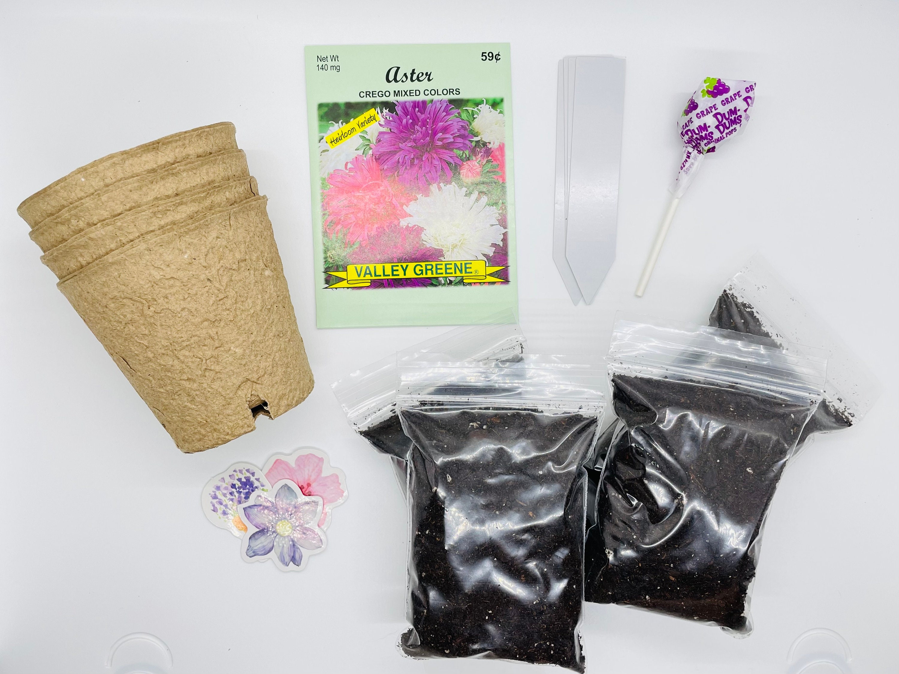 Aster Grow Kit | Grow Your Own Asters | Aster Gift | Aster Plant Seeds