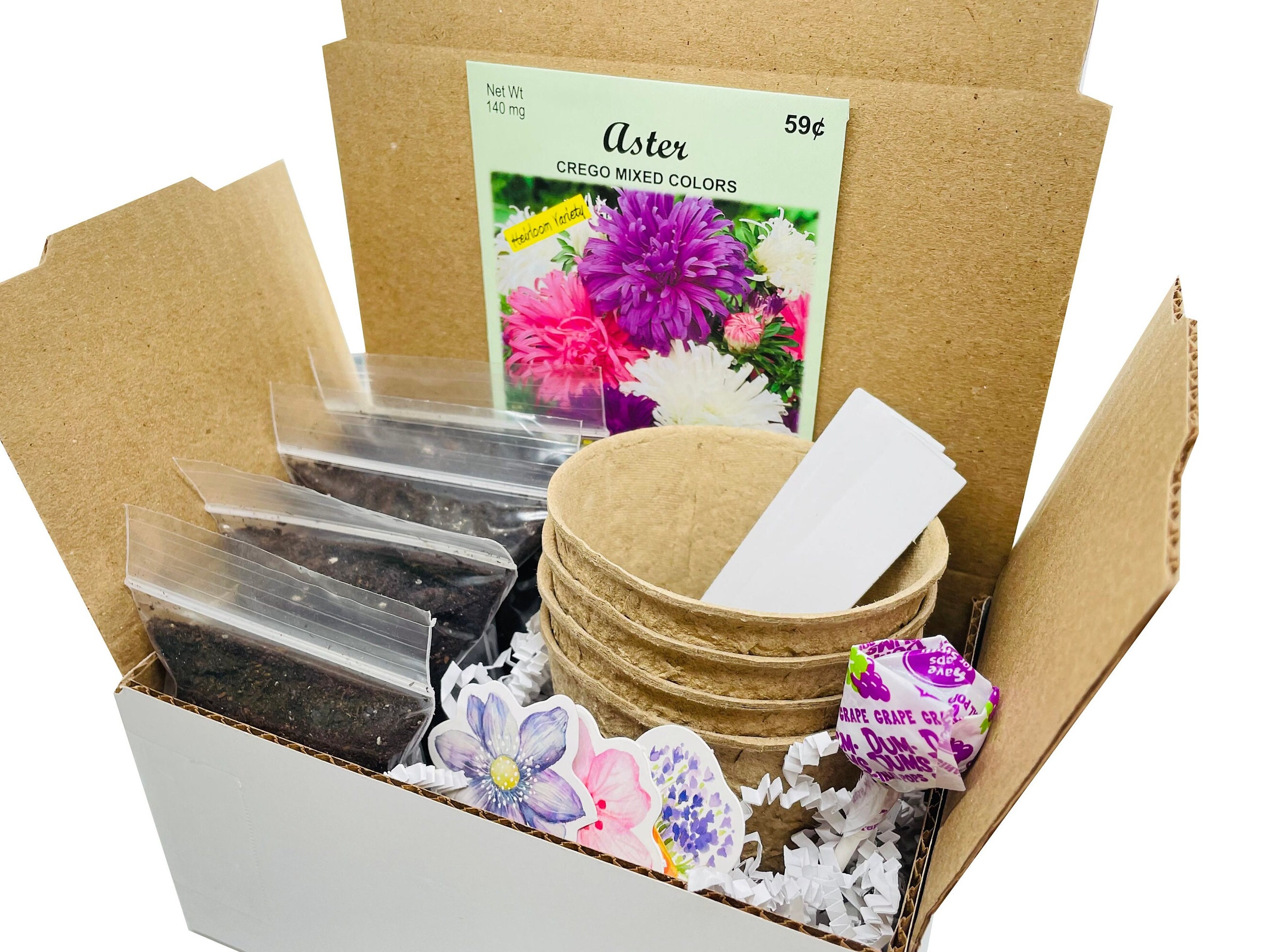 Aster Grow Kit | Grow Your Own Asters | Aster Gift | Aster Plant Seeds