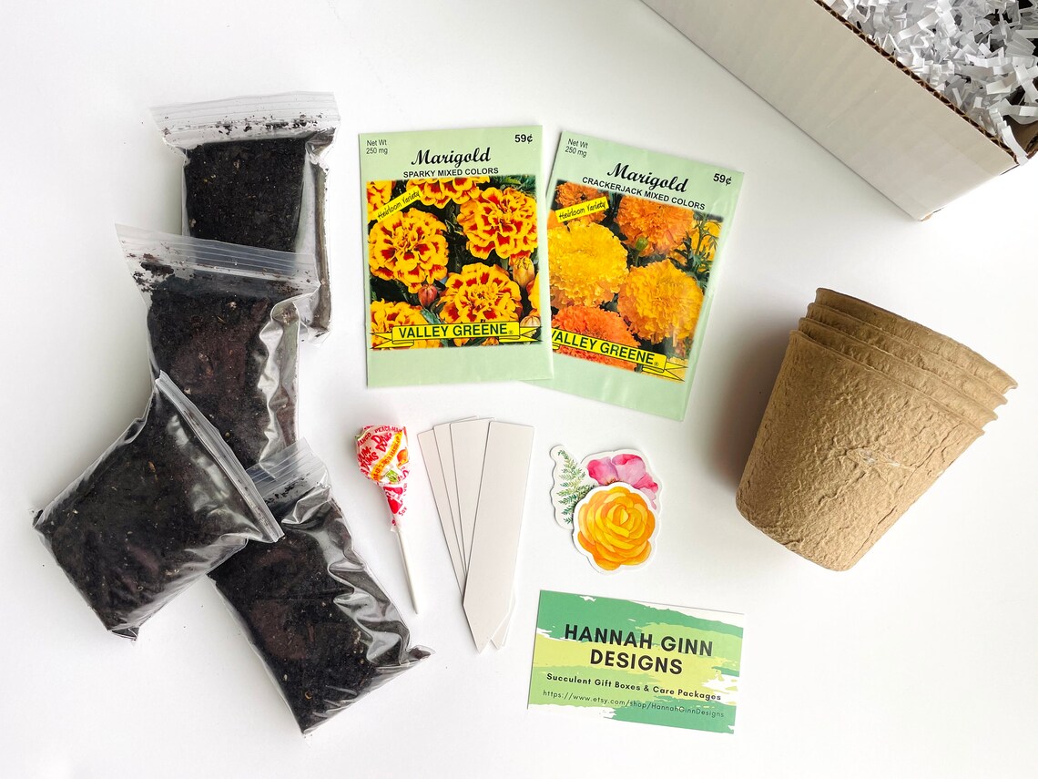 Marigold Grow Kit Grow Your Own Marigolds Marigold Gift Etsy