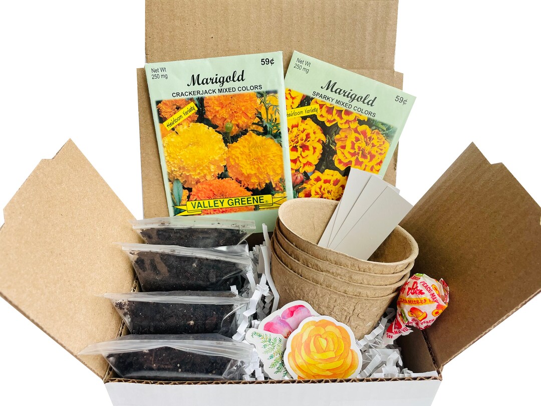 Marigold Grow Kit Grow Your Own Marigolds Marigold Gift Birthday Gift