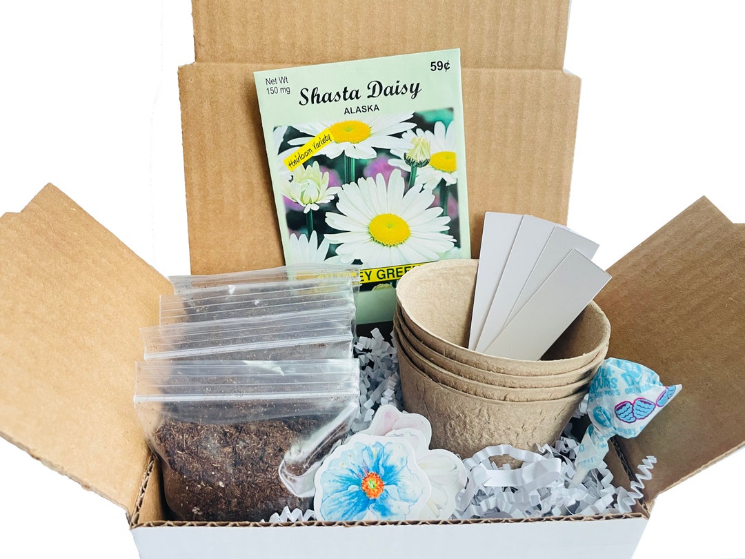 Daisy Grow Kit Grow Your Own Daisies DIY Daisy Seed Kit Daisy Gift