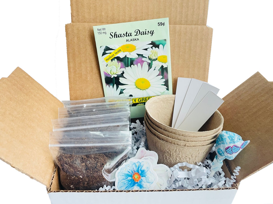 Daisy Grow Kit Grow Your Own Daisies DIY Daisy Seed Kit Daisy Gift