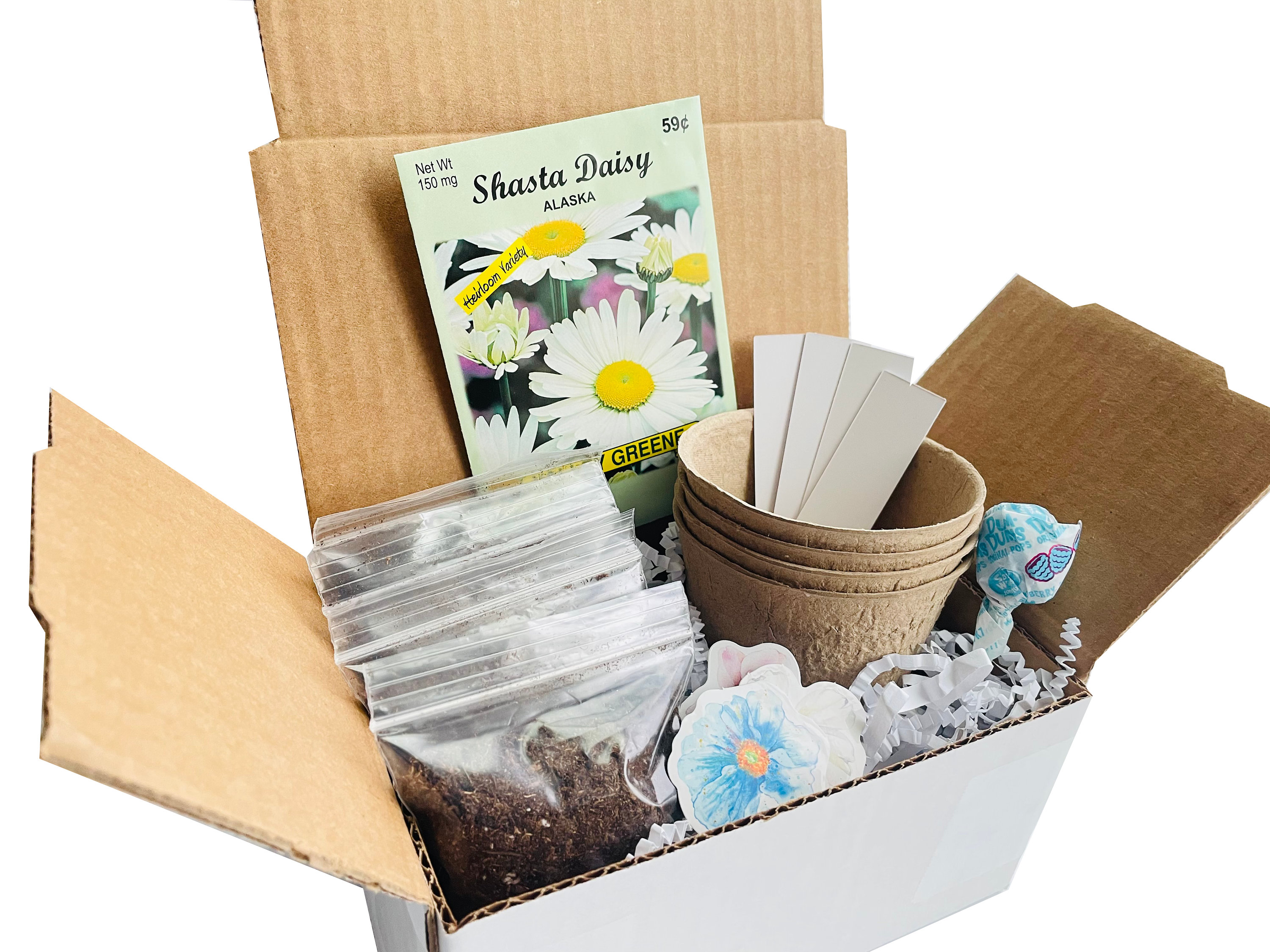 Daisy Grow Kit Grow Your Own Daisies DIY Daisy Seed Kit Etsy