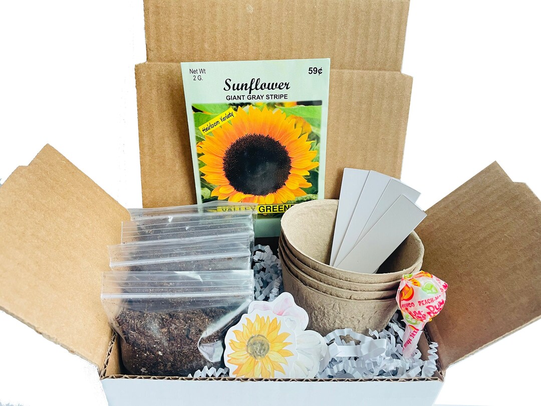 Sunflower Grow Kit Grow Your Own Sunflowers Sunflower Gift Mammoth