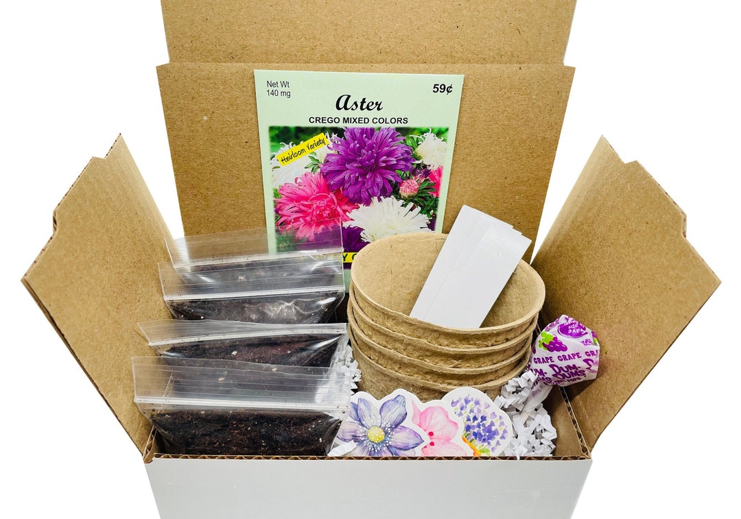 Aster Grow Kit | Grow Your Own Asters | Aster Gift | Aster Plant Seeds