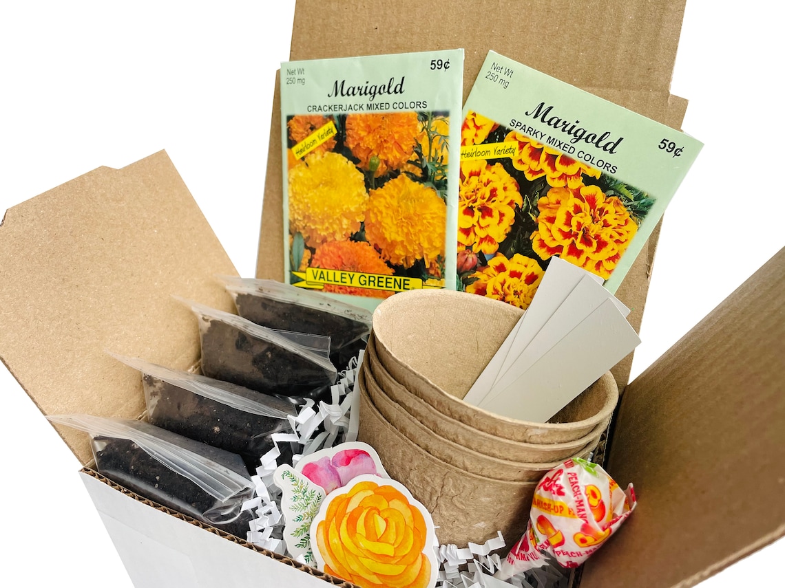 Marigold Grow Kit Grow Your Own Marigolds Marigold Gift Birthday Gift ...