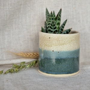 May include: A small succulent plant in a white and blue ceramic pot. The pot has a speckled glaze and a light blue band around the middle.
