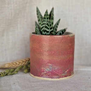May include: A small succulent plant in a red and white ceramic pot. The pot has a speckled glaze and a slightly uneven surface.