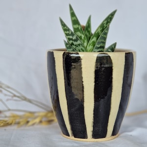 May include: A small succulent plant in a white ceramic pot with black vertical stripes. The pot has a rounded shape and a slightly flared rim.