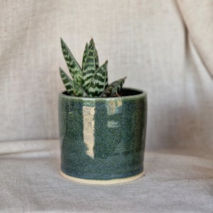 May include: A small green ceramic planter with a white rim, containing a green and white striped succulent plant.