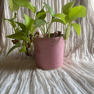 Könnte beinhalten: Eine Pothos-Pflanze mit leuchtend grünen Blättern in einem rosa Keramiktopf. Der Topf ist zylindrisch und hat eine glänzende Oberfläche. Der Hintergrund ist weiß und strukturiert. Die herzförmigen Blätter der Pflanze bilden einen Kontrast.