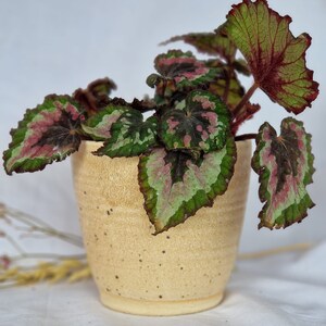 May include: A potted plant with green and pink leaves in a speckled beige ceramic pot.