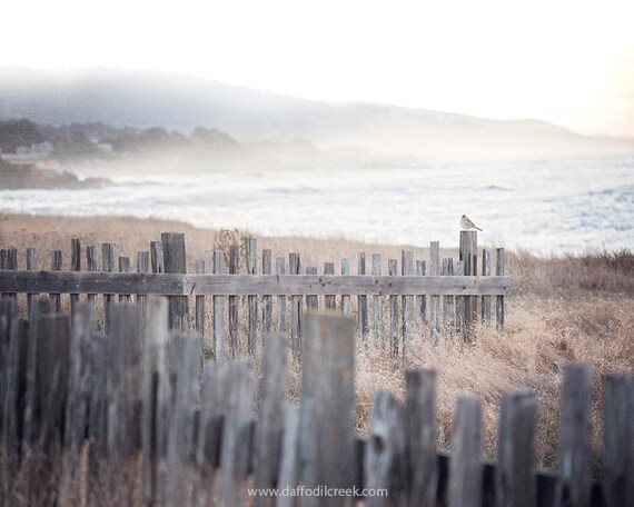 Coastal Wall Art Rustic Beach Decor Rustic Fence Photo Foggy Beach Print Rustic Coastal Art Bird Photo Rustic Beach Print Bedroom Art