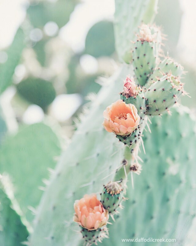 pastel green prickly pear cactus fine art image for wall gallery decor