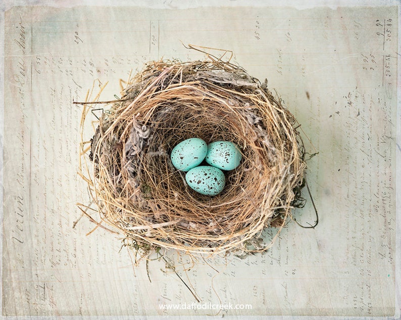 Nest Wall Art Blue Egg Photo Bird's Nest Art Print Nest Etsy