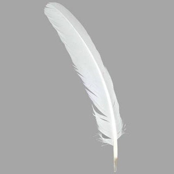 Quill Feather 12 Pack