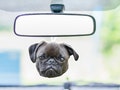 Custom Pet Photo Car Air Freshener: Personalized Dog & Cat Gift